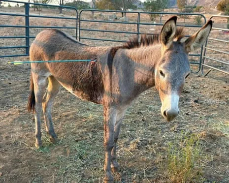 Burro Healing After Latest Arrow Attack on Wild Burros in the Golden State