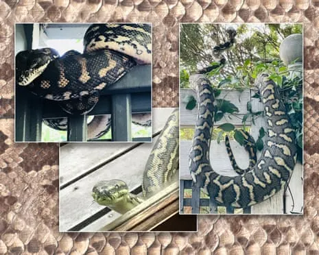 Embracing my Serpents in the Overhead Space: An Evolution from Fear to Respect